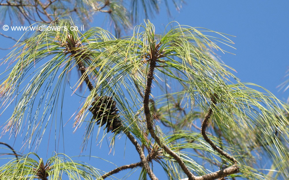Pinus pseudostrobus